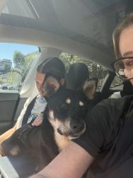 Found/Stray Female Dog last seen Escondido’s hotel, Escondido, CA 92046