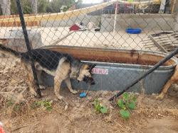 Lost Male Dog last seen Main/ 805, Chula Vista, CA 91911
