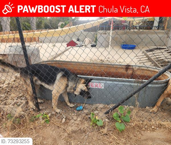 Lost Male Dog last seen Main/ 805, Chula Vista, CA 91911