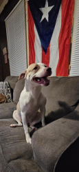 Reunited Female Dog last seen Storer ave, Cleveland, OH 44102