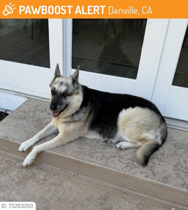 Found/Stray Female Dog last seen Verona, Danville, CA 94526