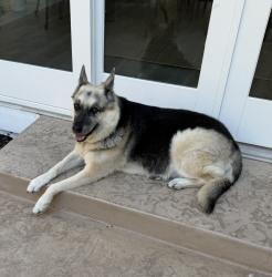Found/Stray Female Dog last seen Verona, Danville, CA 94526
