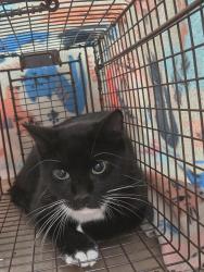 Reunited Male Cat last seen Kuykendahl and Spring Cypress, Spring, TX 77379