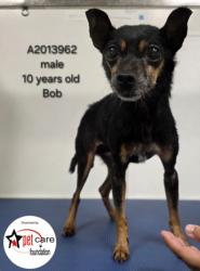 Shelter Stray Male Dog last seen , 3201 Lacy St, Los Angeles, CA 90031, USA