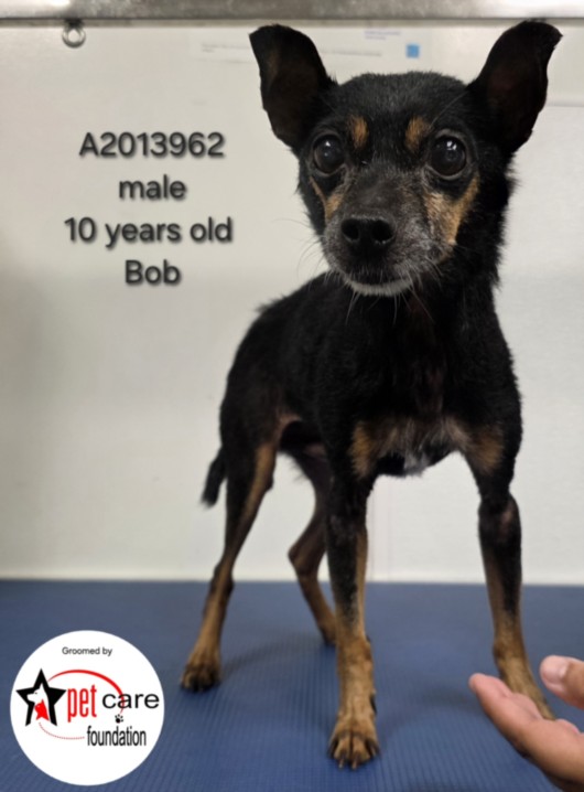 Shelter Stray Male Dog last seen , 3201 Lacy St, Los Angeles, CA 90031, USA