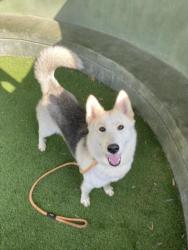 Shelter Stray Female Dog last seen , 14409 Vanowen St, Van Nuys, CA 91405, USA
