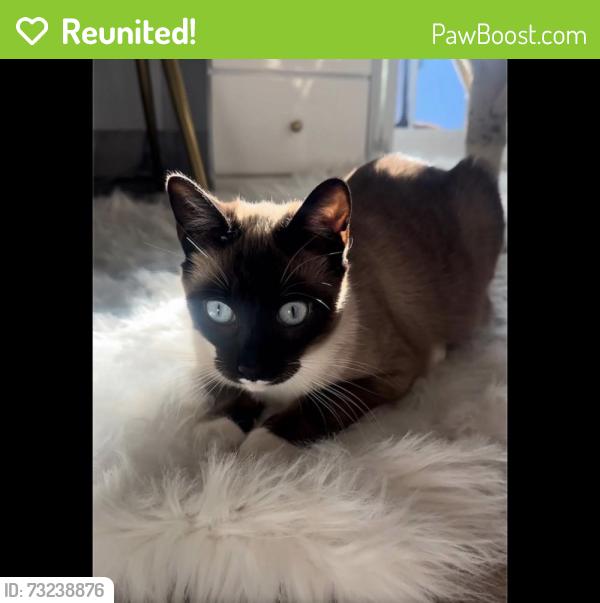 Reunited Male Cat last seen Flanders and Darden rd, San Diego, CA 92126