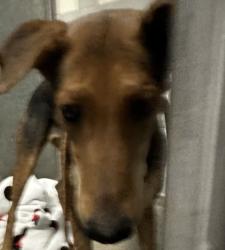 Shelter Stray Female Dog last seen , 957 N Gaffey St, San Pedro, CA 90731, USA