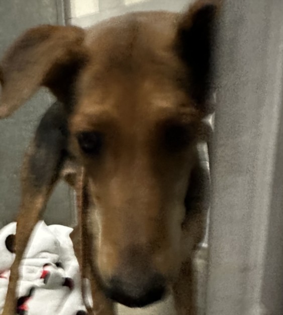 Shelter Stray Female Dog last seen , 957 N Gaffey St, San Pedro, CA 90731, USA