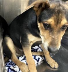 Shelter Stray Male Dog last seen , 957 N Gaffey St, San Pedro, CA 90731, USA
