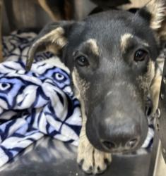 Shelter Stray Male Dog last seen , 957 N Gaffey St, San Pedro, CA 90731, USA