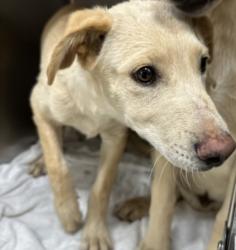 Shelter Stray Male Dog last seen , 957 N Gaffey St, San Pedro, CA 90731, USA