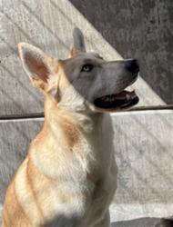Shelter Stray Female Dog last seen , 11361 W Pico Blvd, Los Angeles, CA 90064, USA
