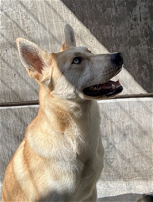 Shelter Stray Female Dog last seen , 11361 W Pico Blvd, Los Angeles, CA 90064, USA