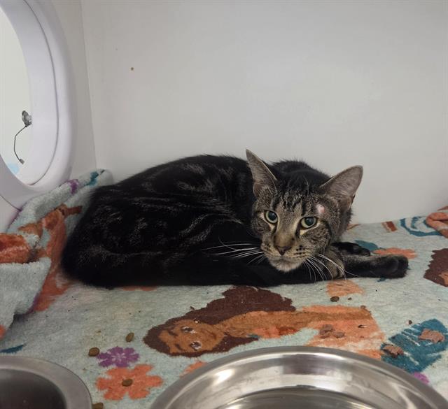 Shelter Stray Male Cat last seen Near, 2600 S Harding St, Indianapolis, IN 46221, USA