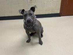 Shelter Stray Male Dog last seen , 3839 W Burnham St, West Milwaukee, WI 53215, USA