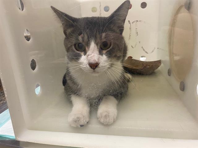 Shelter Stray Male Cat last seen Near BLOCK N FARWELL AVE, 3839 W Burnham St, West Milwaukee, WI 53215, USA