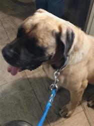 Shelter Stray Unknown Dog last seen QUALE GROVE RD & COUNTY ROAD 439 EUSTIS, 12280 County Rd 448, Tavares, FL 32778, USA