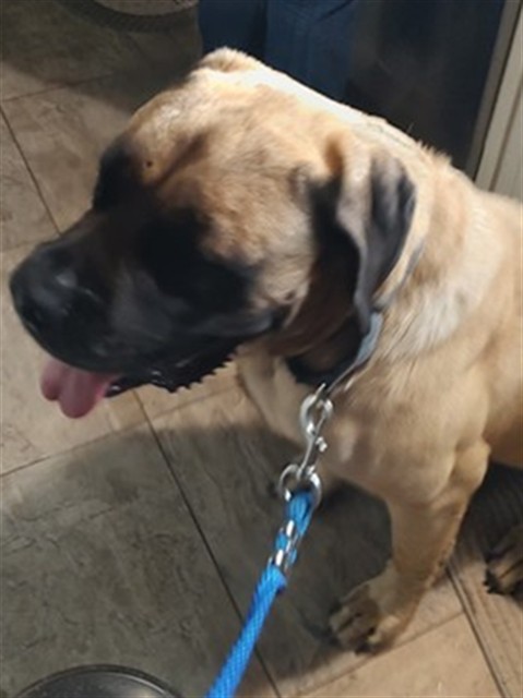 Shelter Stray Unknown Dog last seen QUALE GROVE RD & COUNTY ROAD 439 EUSTIS, 12280 County Rd 448, Tavares, FL 32778, USA