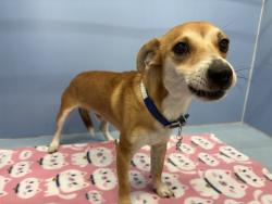 Shelter Stray Male Dog last seen HIGHLAND AVE X DEL ROSA, 333 Chandler Pl, San Bernardino, CA 92408, USA