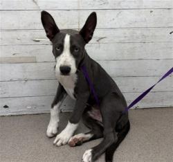 Shelter Stray Male Dog last seen HITCH AND POST GAS STATION, 333 Chandler Pl, San Bernardino, CA 92408, USA