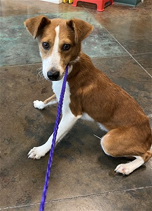 Shelter Stray Female Dog last seen SHARP RD, 31078 LA-36, Lacombe, LA 70445, USA