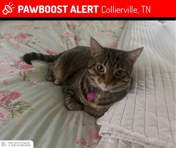 Lost Female Cat last seen Park Hill/Staircase - Behind us - Ashley Drive, Collierville, TN 38017