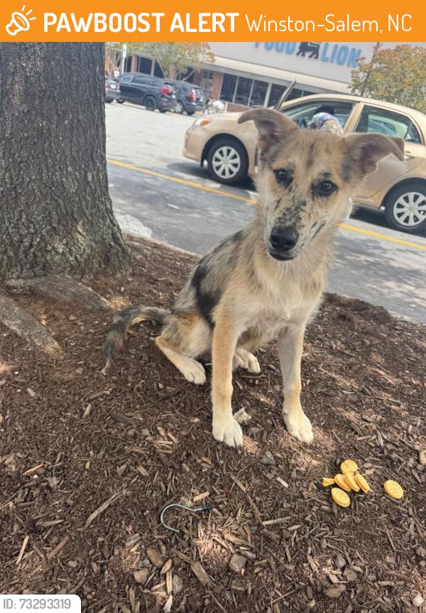 Found/Stray Unknown Dog last seen He's at the shelter now, Winston-Salem, NC 27105