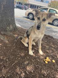Found/Stray Unknown Dog last seen He's at the shelter now, Winston-Salem, NC 27105
