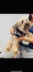 Lost Male Dog last seen Parker county, Weatherford, TX 76085