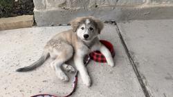 Found/Stray Male Dog last seen 75/virginia, McKinney, TX 75070