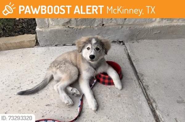 Found/Stray Male Dog last seen 75/virginia, McKinney, TX 75070