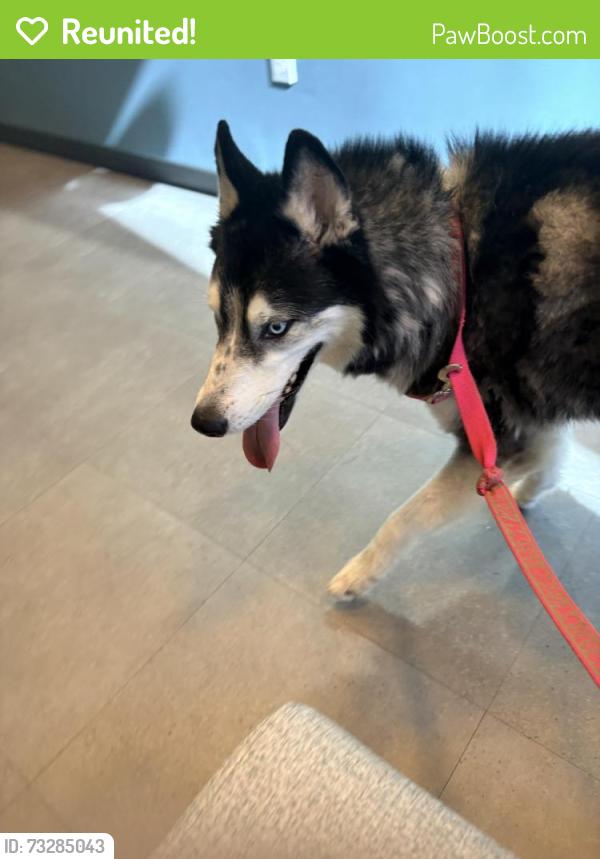 Reunited Unknown Dog last seen Adobe and N 24th street, corner, Mesa, AZ 85213