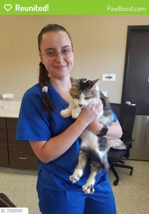 Reunited Female Cat last seen Richmond/Meadowglen, Houston, TX 77042