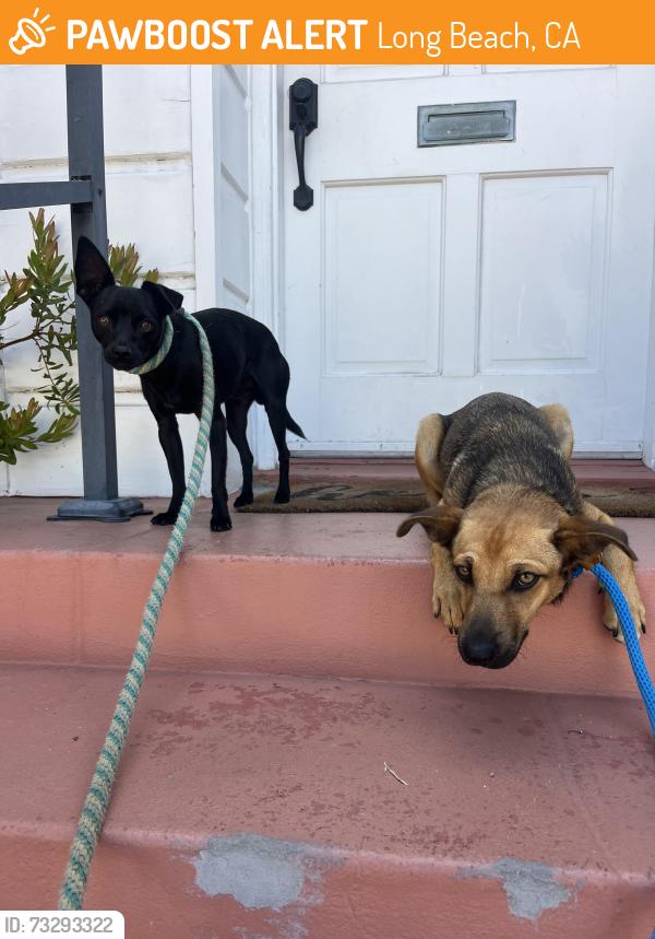 Found/Stray Male Dog last seen Bay Shore Community Church Belmont Shore Long Beach, CA, Long Beach, CA 90803