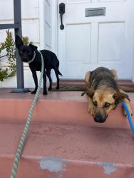 Found/Stray Male Dog last seen Bay Shore Community Church Belmont Shore Long Beach, CA, Long Beach, CA 90803