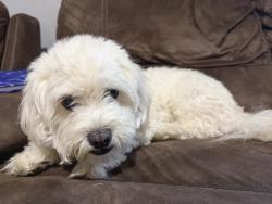 Found/Stray Male Dog last seen Near mesa rd Houston tx, Houston, TX 77078