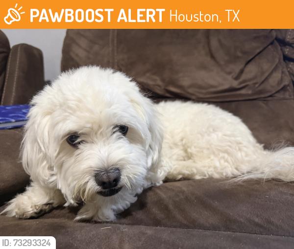 Found/Stray Male Dog last seen Near mesa rd Houston tx, Houston, TX 77078