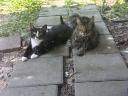 Reunited Female Cat last seen Cotton mill dr and Princeton st, Lake Ridge, VA 22192