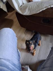 Lost Male Dog last seen Se14th, Des Moines, IA 50321