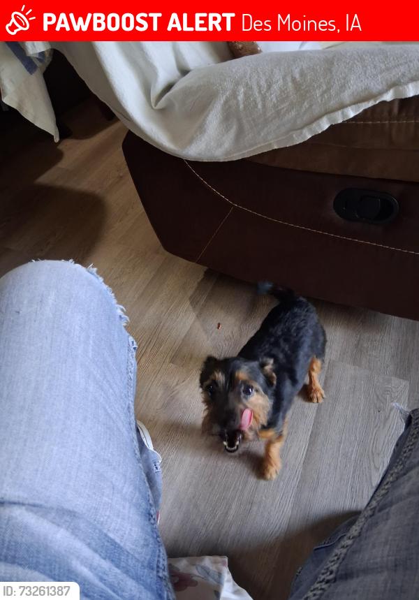 Lost Male Dog last seen Se14th, Des Moines, IA 50321