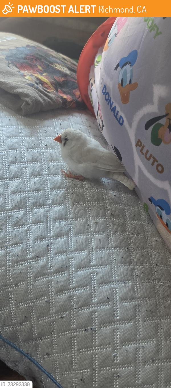 Found/Stray Unknown Bird last seen 29th and Roosevelt, Richmond, CA 94804