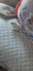 Found/Stray Unknown Bird last seen 29th and Roosevelt, Richmond, CA 94804