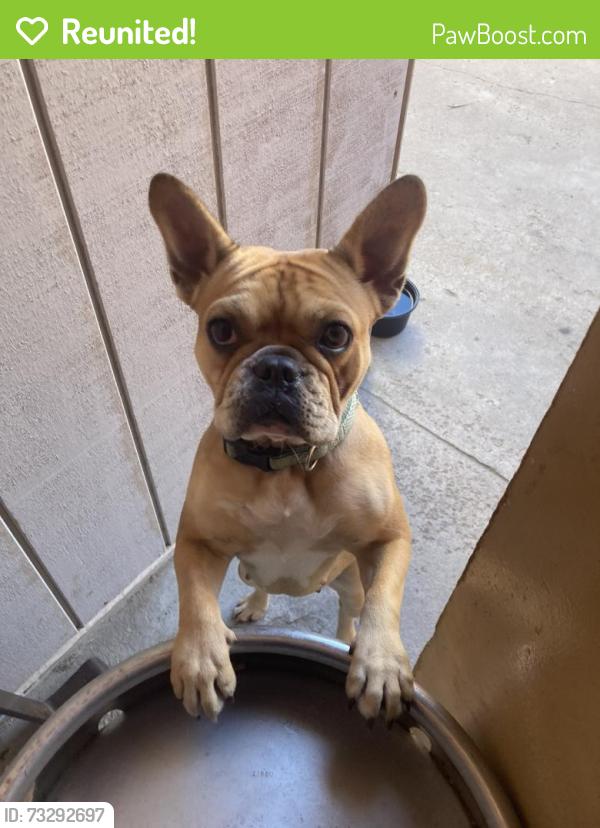 Reunited Female Dog last seen Pierpont Ventura, ca, Ventura, CA 93001