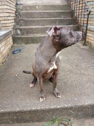 Found/Stray Female Dog last seen Thronhill rd and east 101 st, Cleveland, OH 44108
