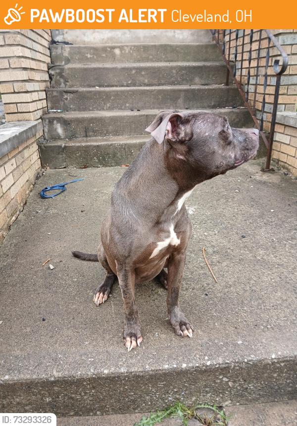 Found/Stray Female Dog last seen Thronhill rd and east 101 st, Cleveland, OH 44108