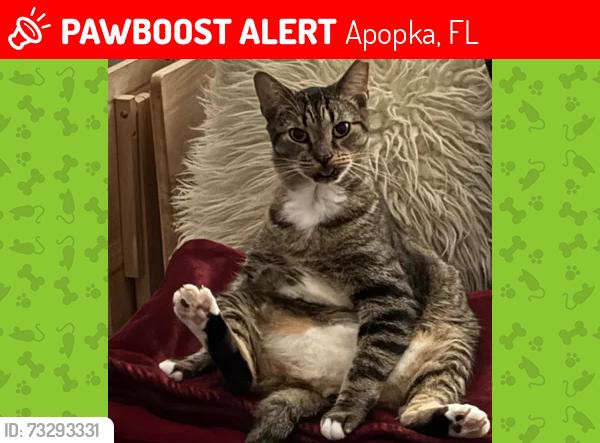 Lost Male Cat last seen N. Central Ave & Myrtle St. by Dream Lake, Apopka, FL 32703