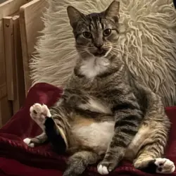 Lost Male Cat last seen N. Central Ave & Myrtle St. by Dream Lake, Apopka, FL 32703