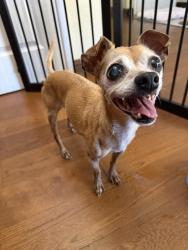 Found/Stray Male Dog last seen Linda vista and La mirada, La Mirada, CA 90604