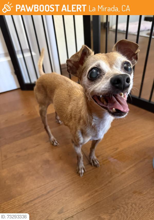 Found/Stray Male Dog last seen Linda vista and La mirada, La Mirada, CA 90604